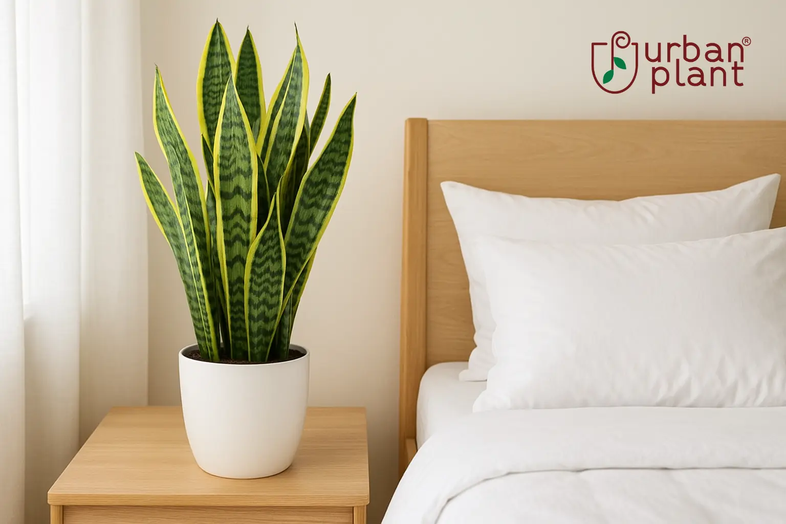 Snake Plant (Sansevieria) for better sleep and stress relief – Urban Plant.